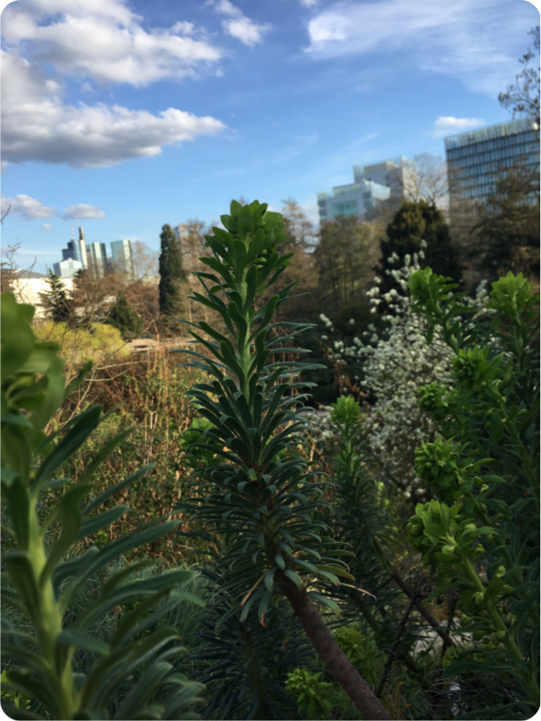 Frankfurt Botanical Garden